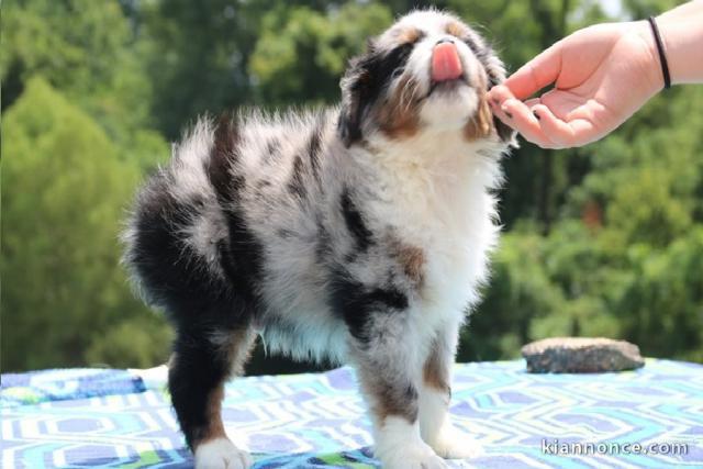 Magnifiques Chiots berger australien