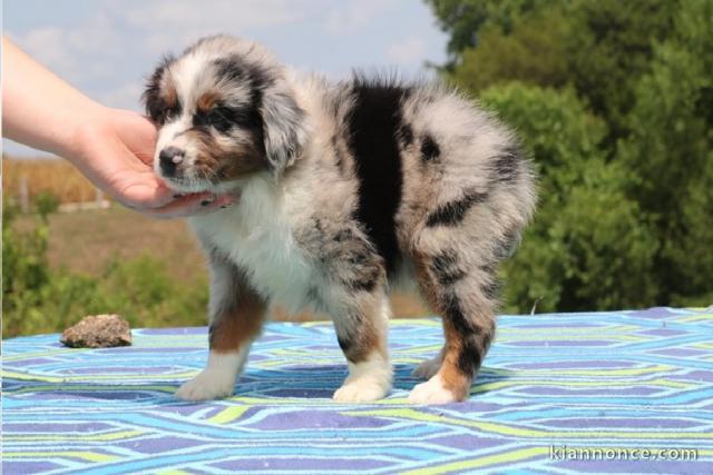 Magnifiques Chiots berger australien