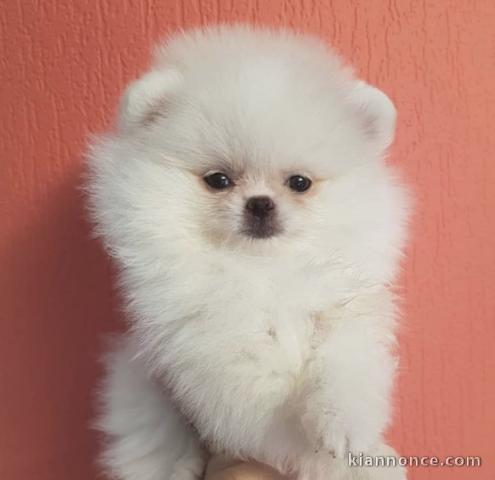 Nos Chiots spitz nain non lof