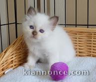 Chaton type sacre de birmanie