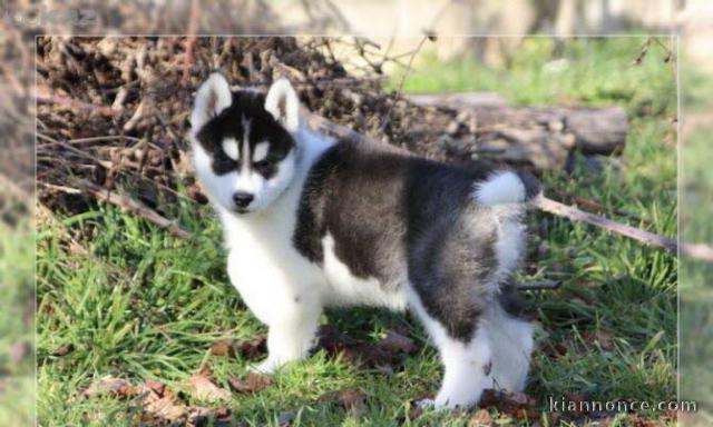 Adorable Chiot Husky Sibérien Femelle