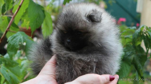 a donner spitz nain a une famille saine 