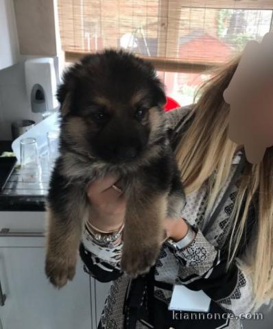 adorable chiots berger allemand disponible