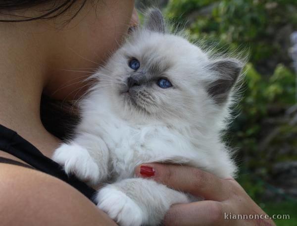  A Donner petit chaton type sacré de Birmanie