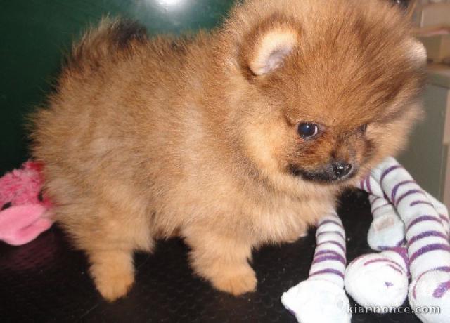 chiot spitz nain d une magnifique portee 