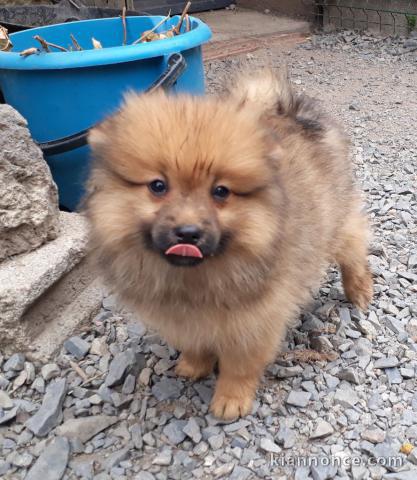 magnifiques chiots spitz nain