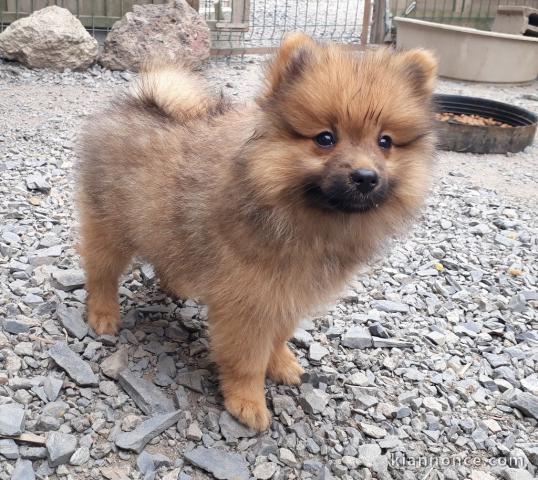 magnifiques chiots spitz nain