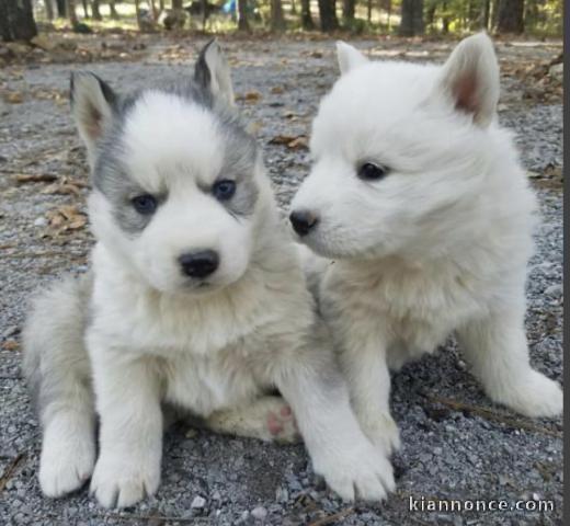 chiots husky a donner