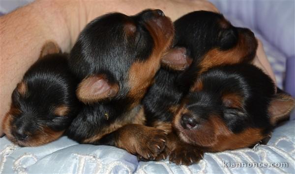 Superbes Chiots Yorkshire Terrier Pure Race