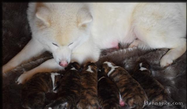 Magnifiques Chiots Akita Inu Pure Race 