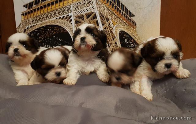 Exceptionnels Chiots Shih Tzu Pure Race