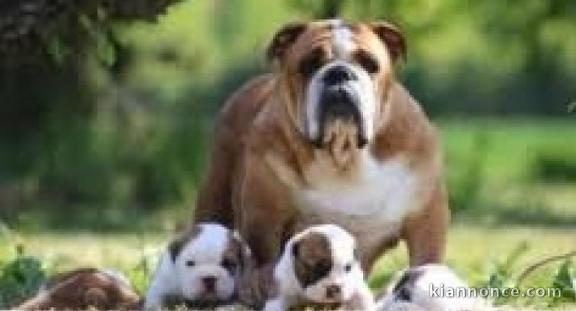 Magnifiques Chiots Bulldog Anglais