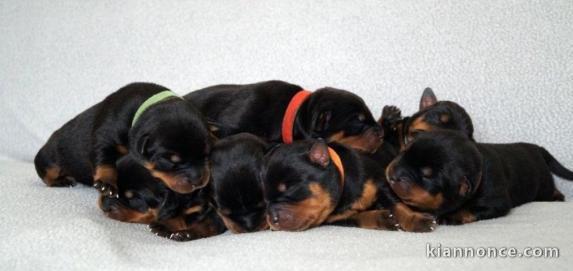 Magnifiques Chiots Rotweiller Pure Race