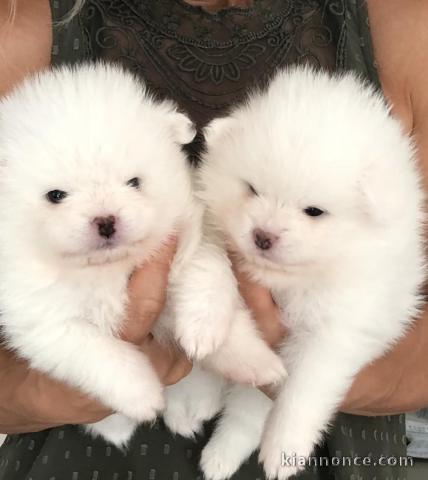 2 femelles et 1 mâle , chiots Spitz Nain