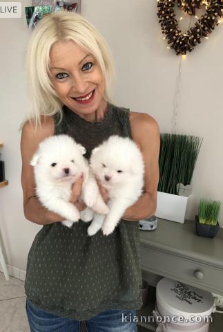 Disponibles chiots Spitz Nain mâle et femelle