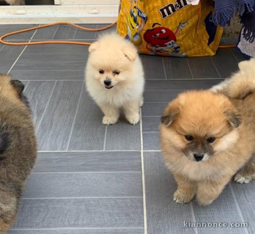 Magnifiques Chiots Spitz Nain Poméranien