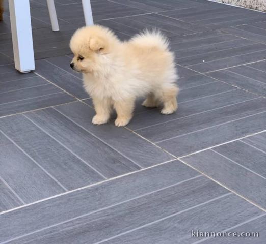 Magnifiques Chiots Spitz Nain Poméranien