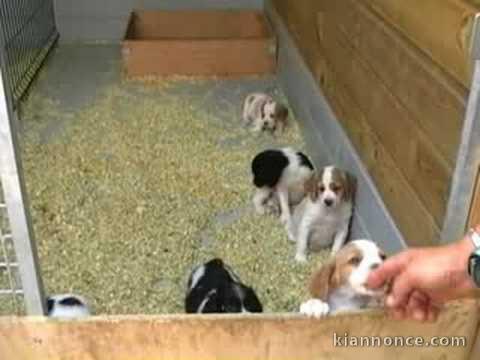 Chiots epagneul breton