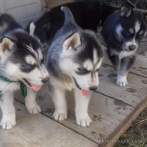 Chiots husky de siberie