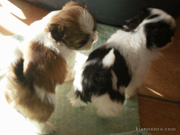 Chiots shi tzu disponibles