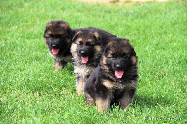 Chiots berger allemand