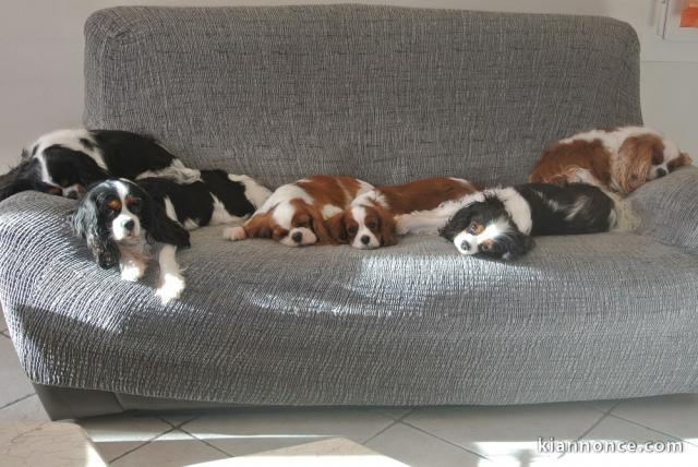 Chiots cavalier king charles