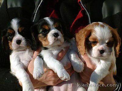 Chiots cavalier king charles