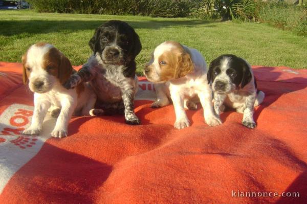 Chiots epagneul breton