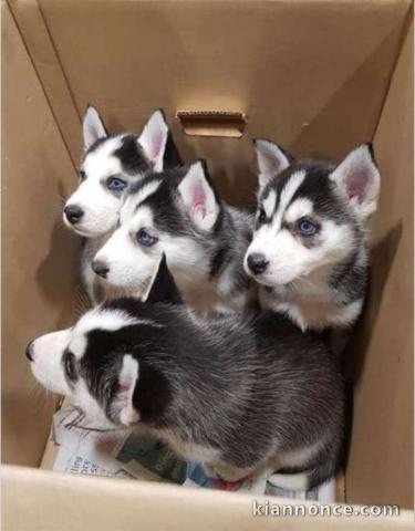 Chiots husky de siberie