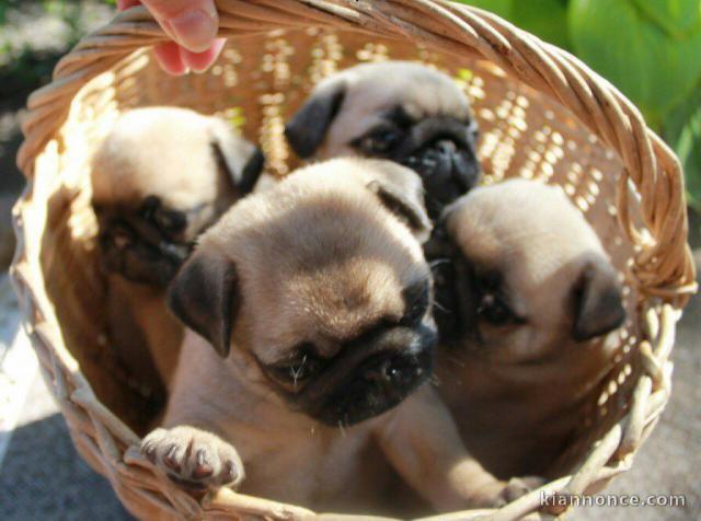 Adorable chiots carlin