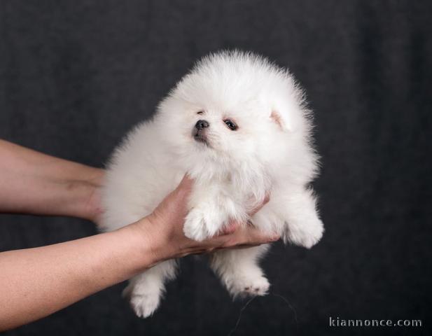 réserver magnifiques chiots spitz nain pure race