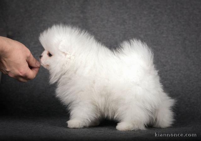 Nos chiots type spitz nain 