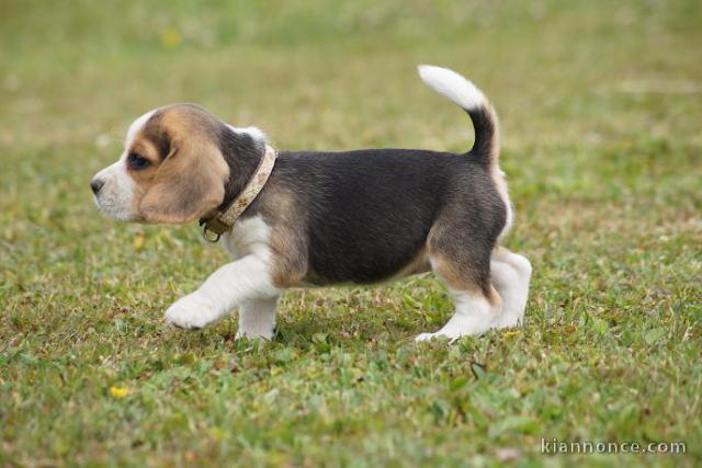 4 Chiots beagle a donner