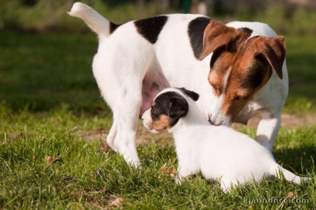 Sublimes Chiots Jack Russel