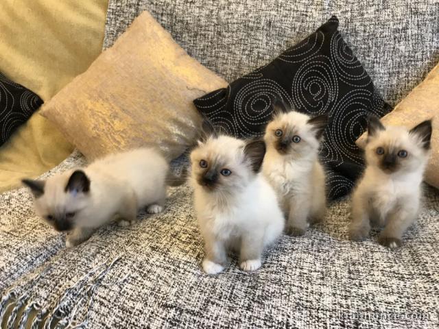 4 magnifiques chatons Sacré 