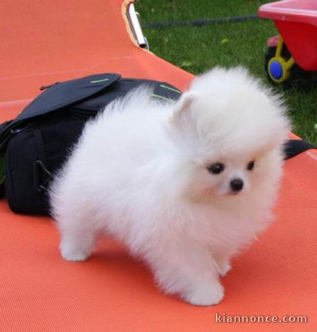 charmants chiots poméraniens blancs disponibles