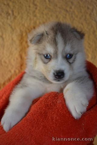  Chiots Siberian Husky aux yeux bleus