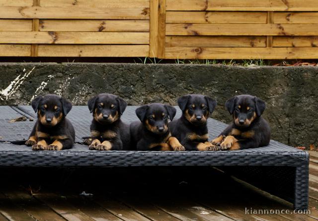 Chiot type Beauceron Noir et Feu