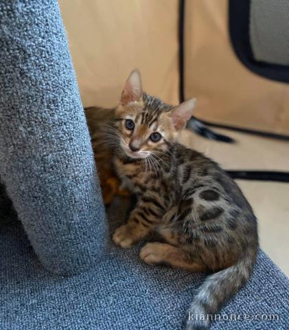 chatons bengal a donner