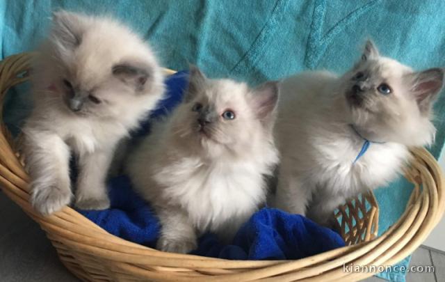 Chatons sacre de Birmanie adonner Gratuitement 