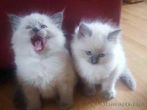 Chatons sacre de Birmanie femelle Adonner