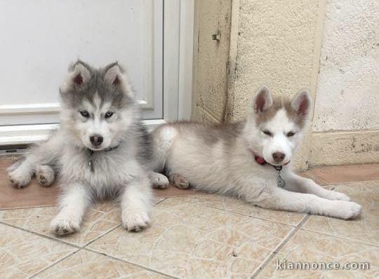  Adorable Chiots Husky Siberien A Donner