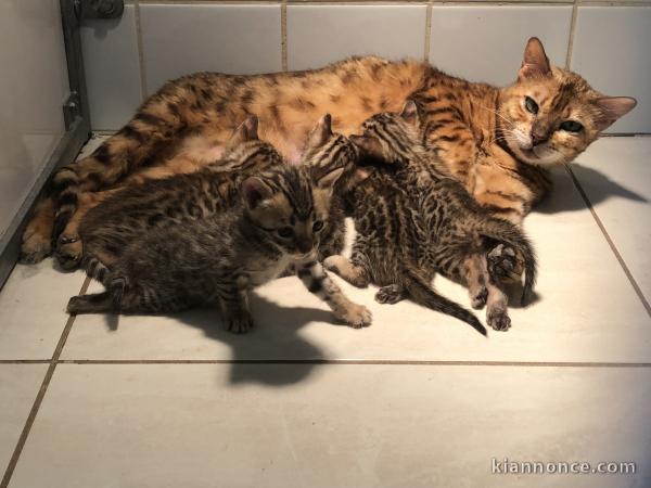 ADORABLES CHATONS BENGAL BROWN