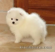   Adorables chiots Spitz nains