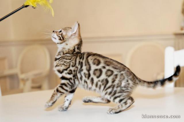 ADORABLES CHATONS BENGAL BROWN