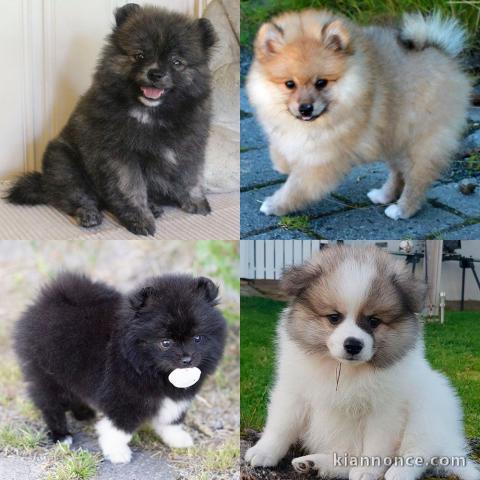 CHIOTS SPITZ NAIN FAUVE MÂLE ET FEMELLE