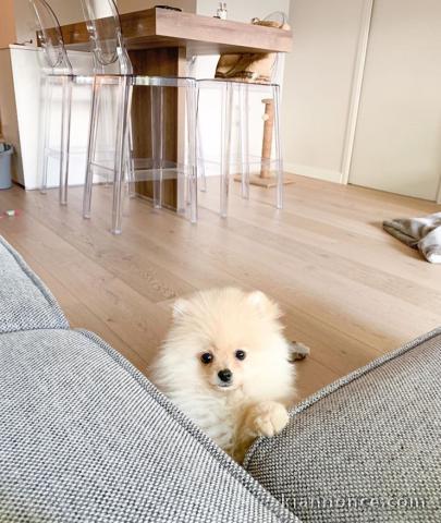 magnifique chiot spitz nain a donner 