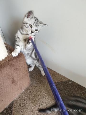 Adorable chatons British Shorthair LOOF