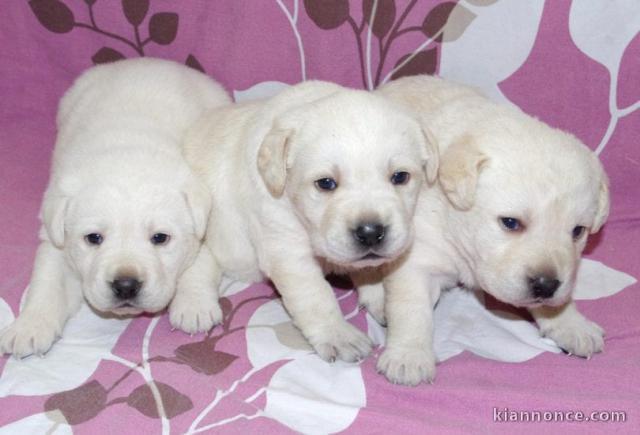 Chiots Golden Retriever à donner