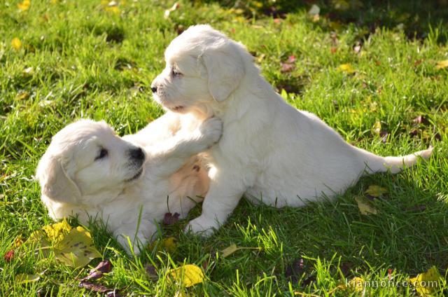 Magnifiques chiots golden retriever à donner